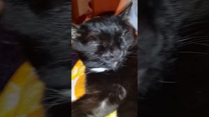 Кот мяукает во сне