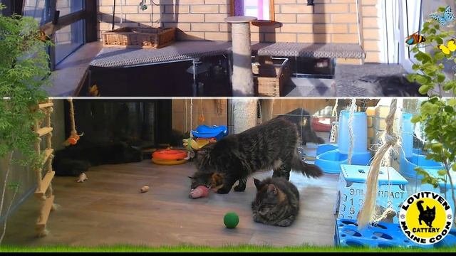 Как выглядят Котята мейн кун