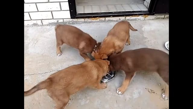 Щенки тувинской овчарки в 1,5 месяца. смотреть онлайн