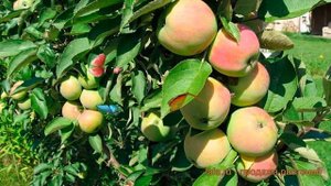 Яблоня колоновидная Сенатор (malus senator) ? Сенатор обзор: как сажать, саженцы яблони Сенатор