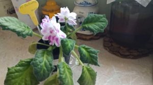 Сорт фиалки  РС-Вавилон