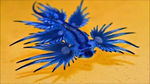 Голубой ангел. Хищный моллюск.