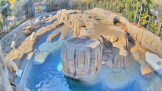 Мама отняла игрушку у старшенького#Toledo Zoo смотреть онлайн