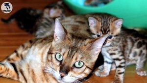 ✔ Кошка саванна - самая дорогая в мире порода для любителей экзотики
