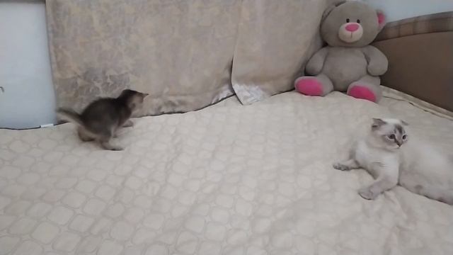 Шотландские котята 19.05.2023