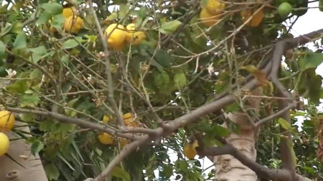 КабаЧки растут на деревьях невероятно но факт смотреть онлайн