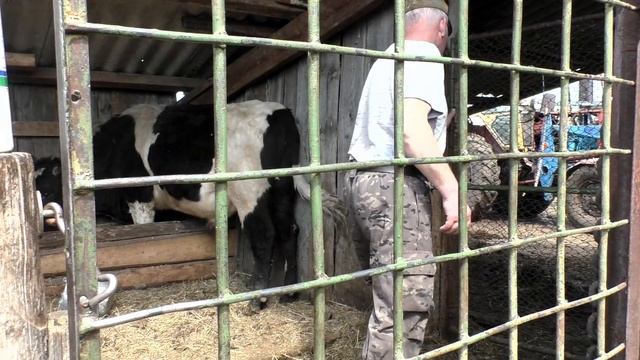 Большой, агрессивный бык-производитель кидается на фермера ! смотреть онлайн