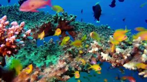 АКВАРИУМ 4K Aquarium - Amazing new #4K fish tank!