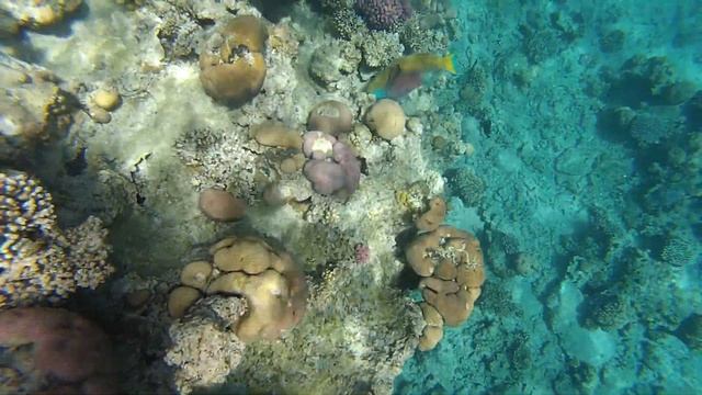 Ржавая Рыба - Попугай. Hilton Sharks bay смотреть онлайн