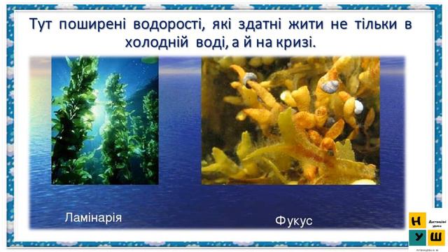 Урок 39. ОСОБЛИВОСТІ ПРИРОДИ  ПІВНІЧНОГО ЛЬОДОВИТОГО ОКЕАНУ 4 клас Жаркова