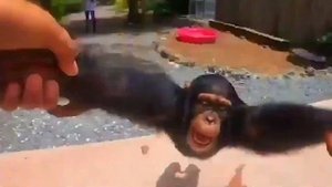 Life Could Be a Dream - Monkey Upset!