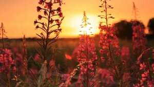 Beautiful Flowers ~ Planet Earth Amazing Nature Scenery & The Best Relax Music • 3 HOURS