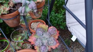 Echeveria FRILLIES COLD HARDY SUCCULENT & NOT  VLOG #188 - Growing Succulents with LizK