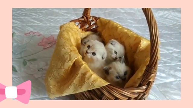 шотландские котята супермишки#beautiful #котэ #красота #малыш #красавчик