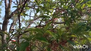 Обработка персика.Обязательно/Подкормка и полив/