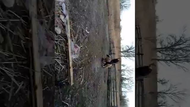 Как кататься на овце)смотрим и учимся) смотреть онлайн