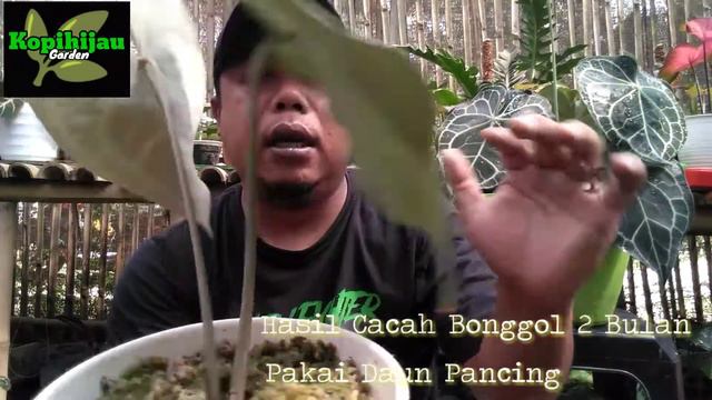 ANTHURIUM CLARINERVIUM - Hasil Cacah Bonggol Kuping Gajah Tarantula смотреть онлайн