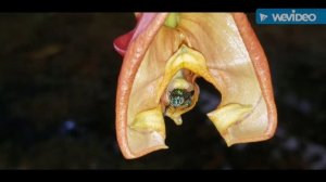 Especial Coryanthes e abelhas euglossa