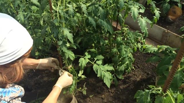 Мой огород. Пасынкование кустов помидор. Как правильно ощипывать кусты помидор, удаляем пасынки.