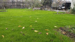 газон своими руками