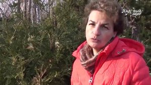 Хвойные растения для сада.Туевик.Сайт "Садовый мир"