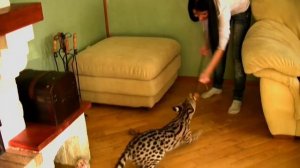 Редкая порода кошка Ашера