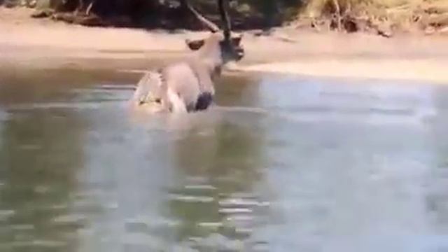 Опасная Африка! Как охотится крокодил. Пищевая цепочка. смотреть онлайн