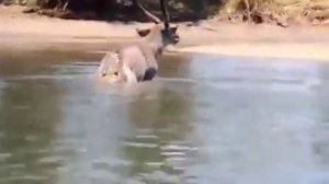 Опасная Африка! Как охотится крокодил. Пищевая цепочка.