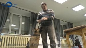 Электронный ошейник и как правильно его использовать. Часть 1 (Андрей Курбатов)
