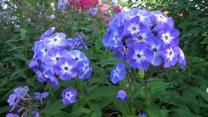 Флокс метельчатый  Пятый Океан  Автор: КАЗАКОВ Б.Г. .