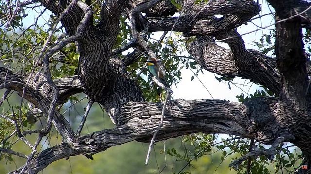 Золотистая щурка (пчелоедка). Африка - Golden squint (bee-eater). Africa смотреть онлайн