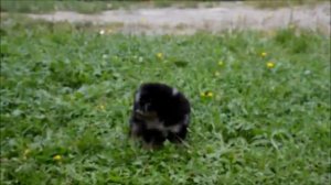 Девочка мерлюшка