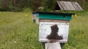 Башкирский мёд. Бурзянский район. Пасека Суюшевых.