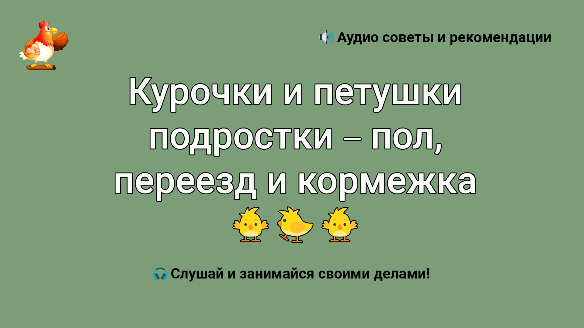 Курочки и петушки подростки – пол, переезд и кормежка