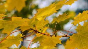 Осенние листья клёна (желтые листья 1 сентября) | Футажи Красивая природа [FullHD]