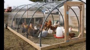 Особенности разведения домашних кур для начинающих фермеров