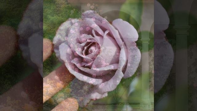 🌷 Интересные идеи для сада: Плетистые розы в саду, уход и советы. #плетистыерозы