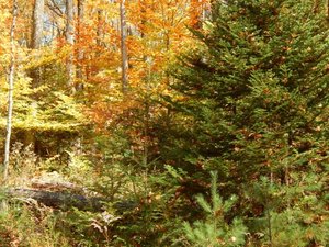 Золотая Осень в Канаде  2021