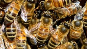 Жужжащие трудоголики - в программе "Дело ведет Мур-р-р"