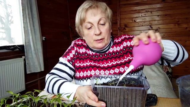 Витягнулася розсада? Нічого страшного - є простий спосіб її врятувати і зміцнити смотреть онлайн