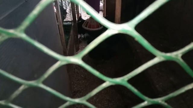 Вывод цыплят. Брудер на скорую руку. Ломан браун растут. Поросята. Петух. Утки. Куры смотреть онлайн