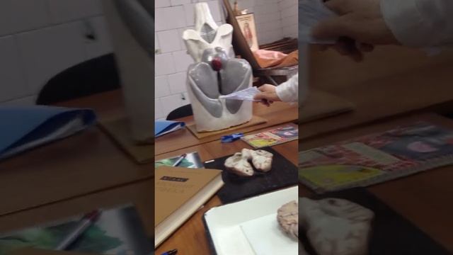 Промежуточный и средний мозг