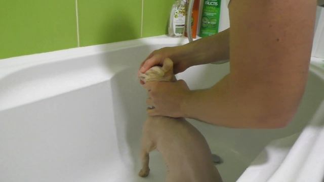 Купили тортик, сладости. Купаем кота, стрижем ему когти. Пробуем новый салат | Скорняковы смотреть онлайн