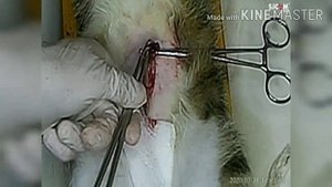 Стерилизация кошки ( Овариогистероэктомия)