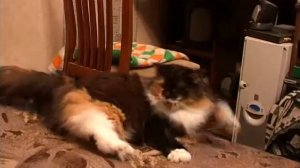 Кошка Муся играет с гитарной струной. The cat plays with a guitar string