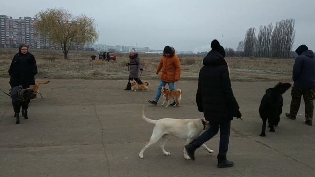 Дрессировка Шиба-ину. Собака в городе. смотреть онлайн