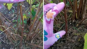 ОБРЕЗКА ГОРТЕНЗИИ ОСЕНЬЮ. Правильная обрезка метельчатой, древовидной, крупнолистной гортензии.