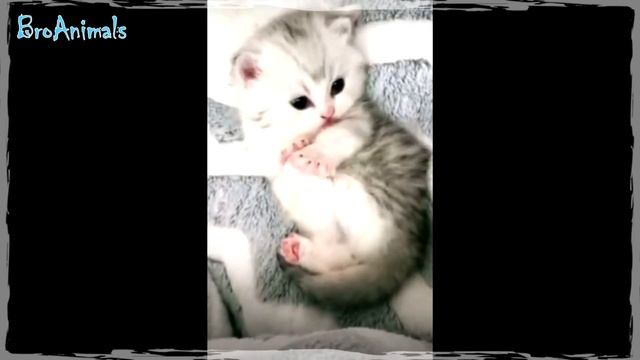 МАЛЕНЬКИЕ КОТЯТА, милые животные | LITTLE KITTENS, cute animals #585 смотреть онлайн