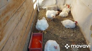 Кокцидиоз у бройлера. Как вылечить кокцидиоз. Кровь в помёте у бройлера.
