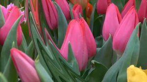 Михаил Лермонтов - Она не гордой красотою